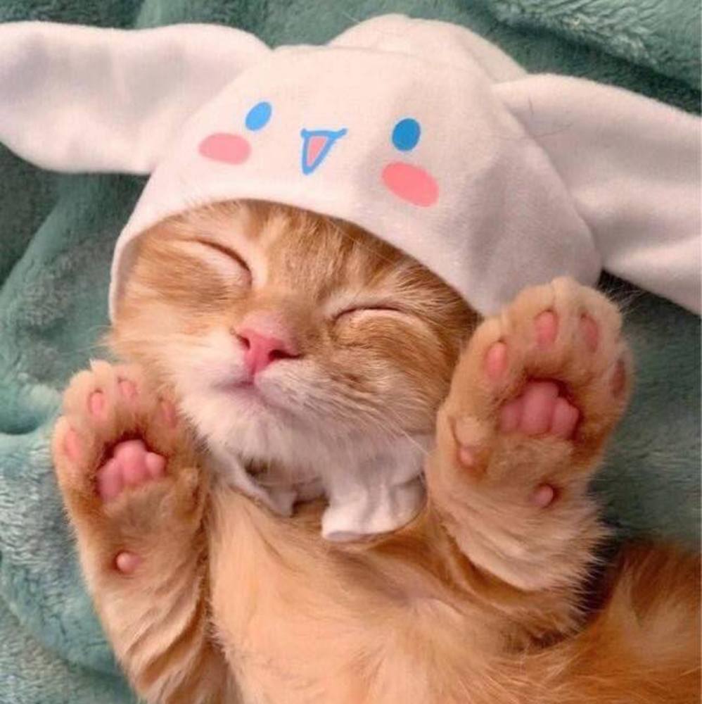 Meet your Posher, Kadynce